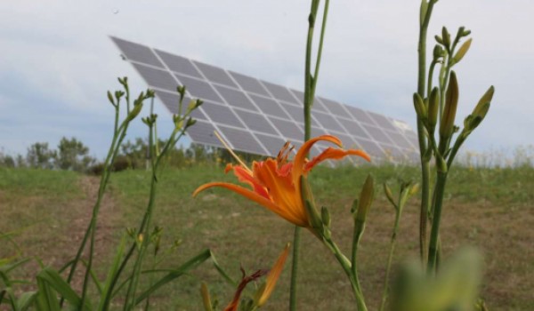 Solar-Saskatchewan-array-with-tiger-lily